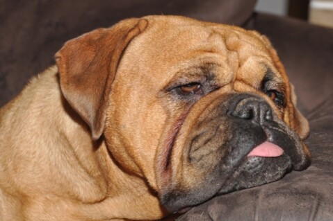 Continental Bulldogs Seeblickbulls 111211 Continental Bulldogs Seeblickbulls 111211