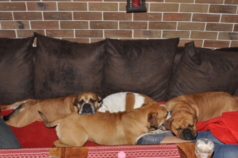 Continental Bulldogs Seeblickbulls 111212 Continental Bulldogs Seeblickbulls 111212