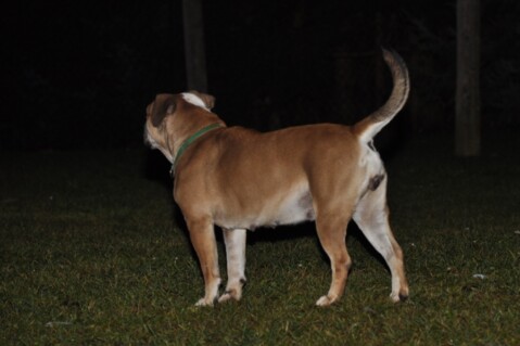 Continental Bulldogs Seeblickbulls 111214 Continental Bulldogs Seeblickbulls 111214