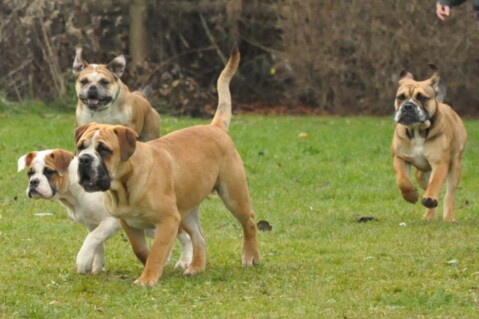 Continental Bulldogs Seeblickbulls 111217 Continental Bulldogs Seeblickbulls 111217