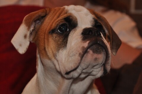 Continental Bulldogs Seeblickbulls 111218 Continental Bulldogs Seeblickbulls 111218