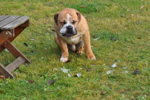 Continental Bulldogs Seeblickbulls 111220 Continental Bulldogs Seeblickbulls 111220