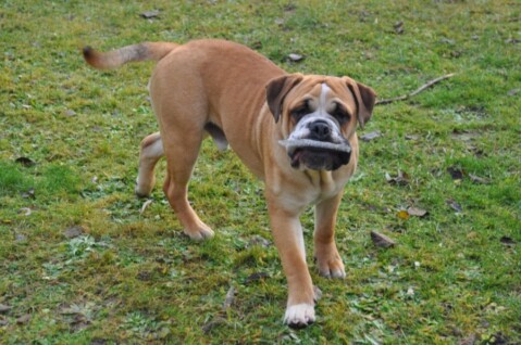 Continental Bulldogs Seeblickbulls 111221 Continental Bulldogs Seeblickbulls 111221