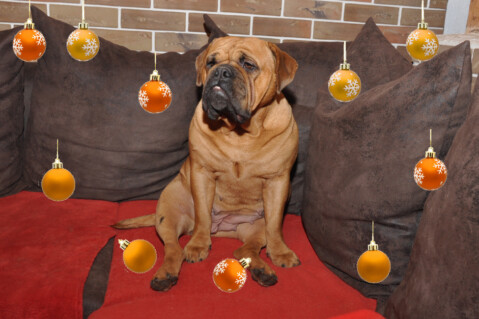 Continental Bulldogs Seeblickbulls 111224 Continental Bulldogs Seeblickbulls 111224
