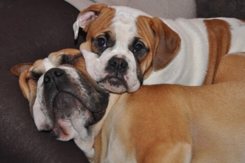 Continental Bulldogs Seeblickbulls 111225 Continental Bulldogs Seeblickbulls 111225