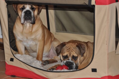 Continental Bulldogs Seeblickbulls 111228 Continental Bulldogs Seeblickbulls 111228