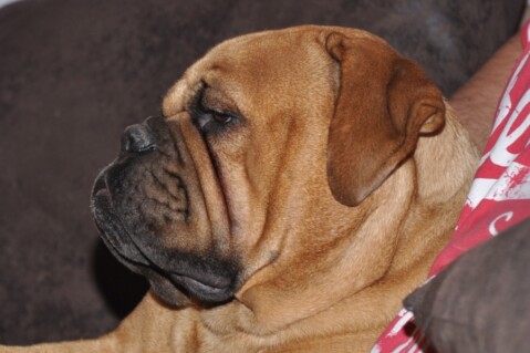 Continental Bulldogs Seeblickbulls 111230 Continental Bulldogs Seeblickbulls 111230