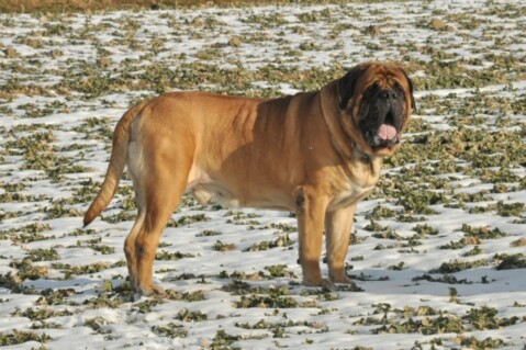 Continental Bulldogs Seeblickbulls 120211 Continental Bulldogs Seeblickbulls 120211