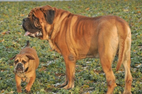 Continental Bulldogs Seeblickbulls 120309 Continental Bulldogs Seeblickbulls 120309
