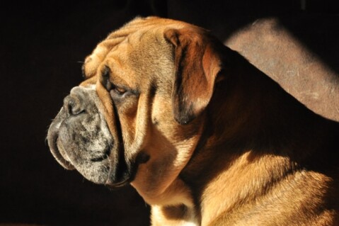6Continental Bulldogs Seeblickbulls 12031 Continental Bulldogs Seeblickbulls 120316