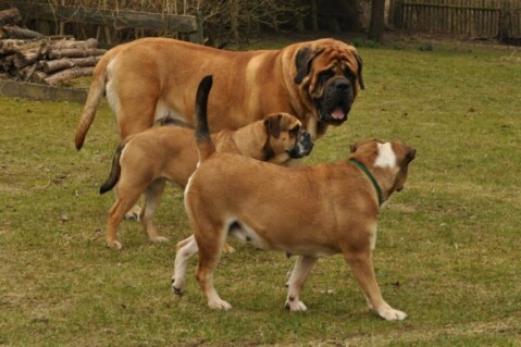 Continental Bulldogs Seeblickbulls 120317 Continental Bulldogs Seeblickbulls 120317