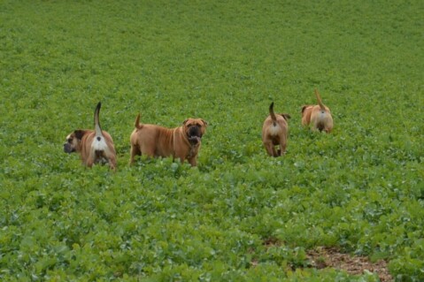 Continental Bulldogs Seeblickbulls 120409 Continental Bulldogs Seeblickbulls 120409