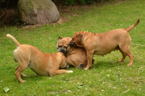 Continental Bulldogs Seeblickbulls 120517 Continental Bulldogs Seeblickbulls 120517