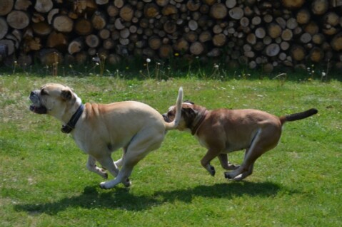 Continental Bulldogs Seeblickbulls 120527 Continental Bulldogs Seeblickbulls 120527