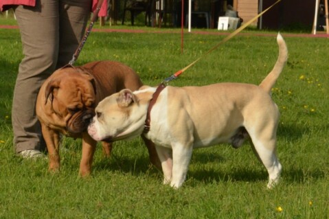 Continental Bulldogs Seeblickbulls 120605 Continental Bulldogs Seeblickbulls 120605