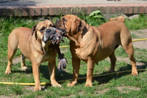 Continental Bulldogs Seeblickbulls 120619 Continental Bulldogs Seeblickbulls 120619