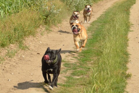 Continental Bulldogs Seeblickbulls 120622 Continental Bulldogs Seeblickbulls 120622
