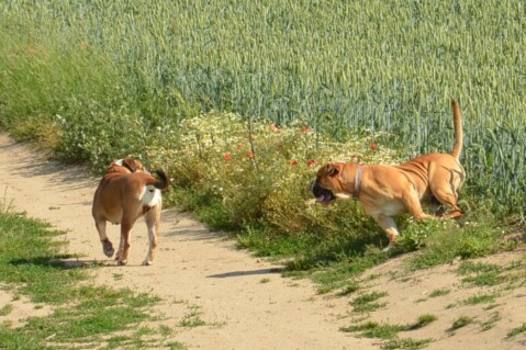 Continental Bulldogs Seeblickbulls 120623 Continental Bulldogs Seeblickbulls 120623