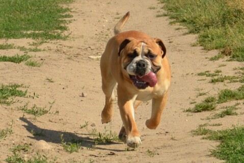 Continental Bulldogs Seeblickbulls 120624 Continental Bulldogs Seeblickbulls 120624