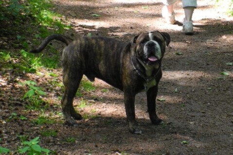 Continental Bulldogs Seeblickbulls 120625 Continental Bulldogs Seeblickbulls 120625