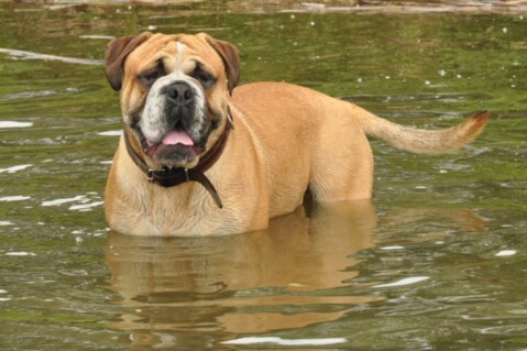 Continental Bulldogs Seeblickbulls 120701 Continental Bulldogs Seeblickbulls 120701