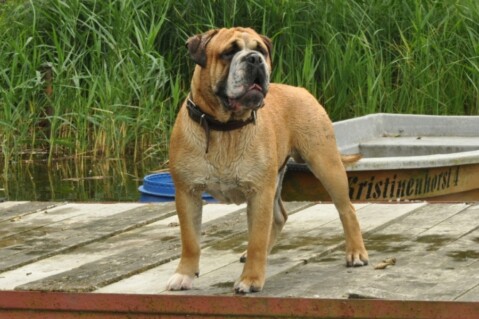 Continental Bulldogs Seeblickbulls 120703 Continental Bulldogs Seeblickbulls 120703