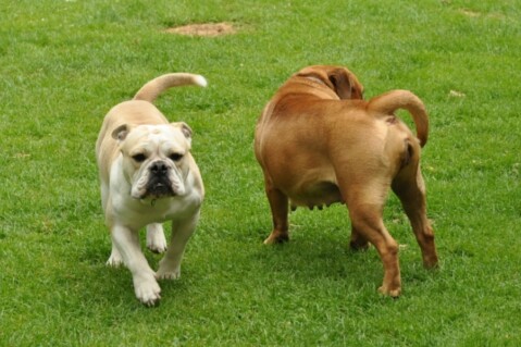 Continental Bulldogs Seeblickbulls 120712 Continental Bulldogs Seeblickbulls 120712