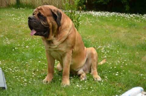 Continental Bulldogs Seeblickbulls 120713 Continental Bulldogs Seeblickbulls 120713