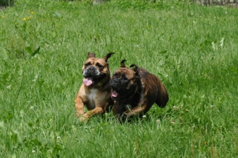 Continental Bulldogs Seeblickbulls 120716 Continental Bulldogs Seeblickbulls 120716