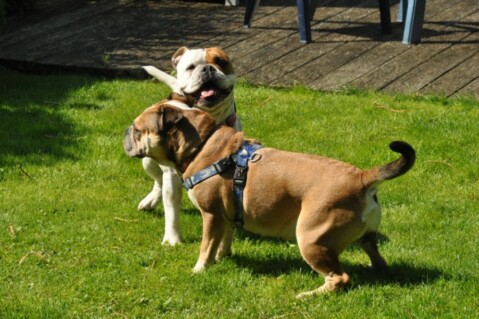 Continental Bulldogs Seeblickbulls 120717 Continental Bulldogs Seeblickbulls 120717