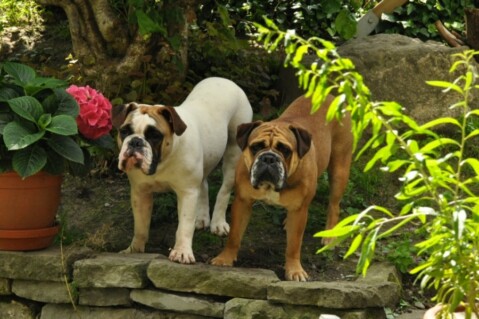 Continental Bulldogs Seeblickbulls 120719 Continental Bulldogs Seeblickbulls 120719