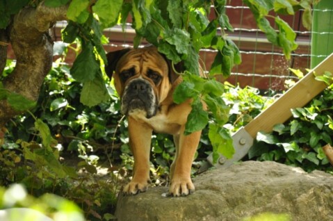 Continental Bulldogs Seeblickbulls 120721 Continental Bulldogs Seeblickbulls 120721