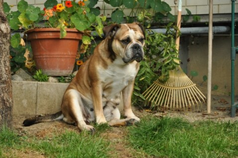 Continental Bulldogs Seeblickbulls 120722 Continental Bulldogs Seeblickbulls 120722