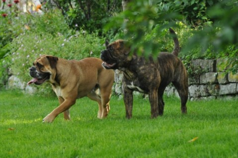Continental Bulldogs Seeblickbulls 120723 Continental Bulldogs Seeblickbulls 120723