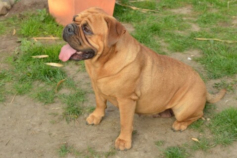 Continental Bulldogs Seeblickbulls 120728 Continental Bulldogs Seeblickbulls 120728