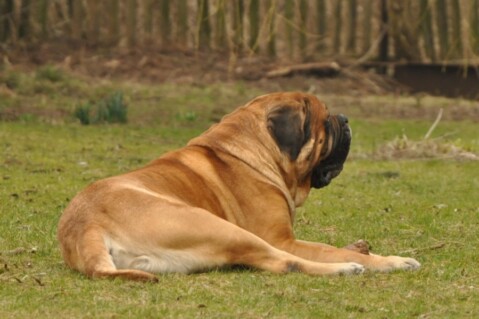 Continental Bulldogs Seeblickbulls 120731 Continental Bulldogs Seeblickbulls 120731