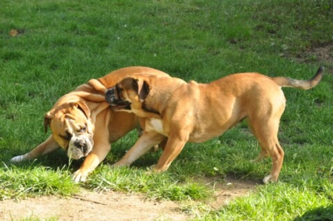 Continental Bulldogs Seeblickbulls 120817 Continental Bulldogs Seeblickbulls 120817