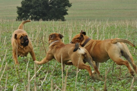 Continental Bulldogs Seeblickbulls 120825 Continental Bulldogs Seeblickbulls 120825