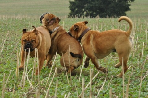 Continental Bulldogs Seeblickbulls 120826 Continental Bulldogs Seeblickbulls 120826
