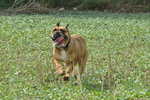 Continental Bulldogs Seeblickbulls 120831 Continental Bulldogs Seeblickbulls 120831