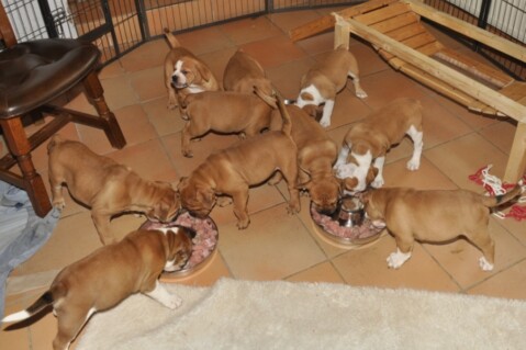 Continental Bulldogs Seeblickbulls 121109 Continental Bulldogs Seeblickbulls 121109