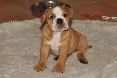 Continental Bulldogs Seeblickbulls 121110 Continental Bulldogs Seeblickbulls 121110