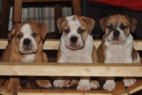 Continental Bulldogs Seeblickbulls 121111 Continental Bulldogs Seeblickbulls 121111