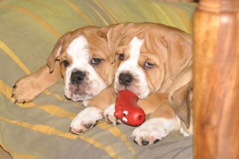 Continental Bulldogs Seeblickbulls 121112 Continental Bulldogs Seeblickbulls 121112