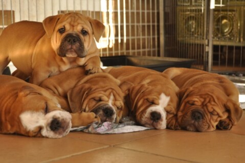 Continental Bulldogs Seeblickbulls 121113 Continental Bulldogs Seeblickbulls 121113
