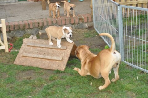 Continental Bulldogs Seeblickbulls 121114 Continental Bulldogs Seeblickbulls 121114
