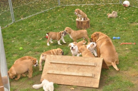 Continental Bulldogs Seeblickbulls 121115 Continental Bulldogs Seeblickbulls 121115