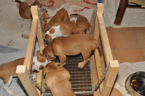 Continental Bulldogs Seeblickbulls 121117 Continental Bulldogs Seeblickbulls 121117
