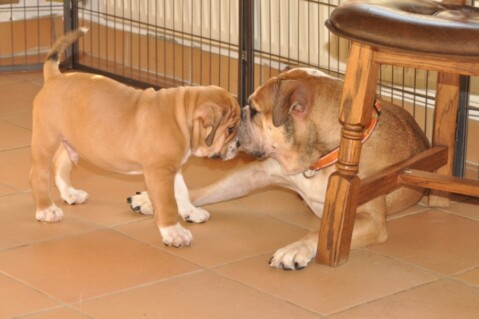 Continental Bulldogs Seeblickbulls 121118 Continental Bulldogs Seeblickbulls 121118
