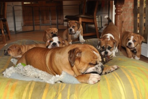 Continental Bulldogs Seeblickbulls 121120 Continental Bulldogs Seeblickbulls 121120